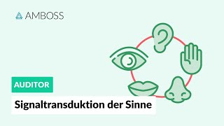 Signaltransduktion der fünf Sinne  AMBOSS Auditor [upl. by Nomyt399]