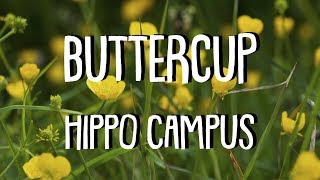 BUTTERCUP Lyrics  HIPPO CAMPUS [upl. by Cud556]