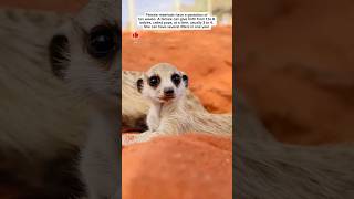 Pups are the babies of meerkats which are small carnivorous mammals pups shorts meerkat yt [upl. by Hamilah342]