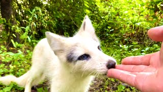 The little foxes 🦊 have grown up and now they are just as close to me as puppies 🦊🥰😘❤👍👍👍 [upl. by Brunhild]