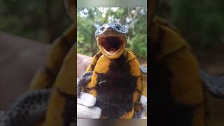 🇧🇷  🐢  🐍  RIVER TURTLE CAGADO AND CORAL SNAKE ENCOUNTER IN BRAZILIAN JUNGLE  🐍  🐢  🇧🇷 [upl. by Violante]