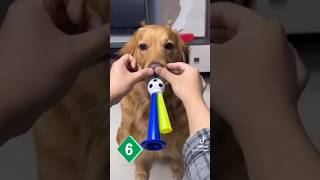 Top 10 Most Funniest😂 dog In world [upl. by Ibbob]