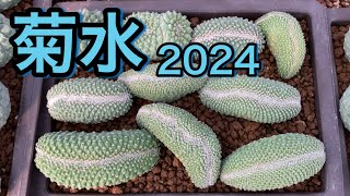 菊水２０２４ Strombocactus disciformis [upl. by Cutler]