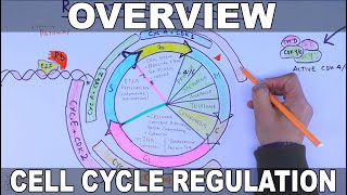 Cell Cycle Regulation  Basic Overview [upl. by Airpac]