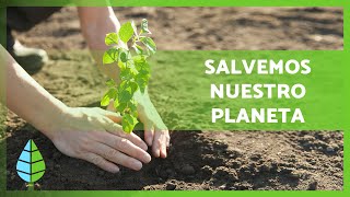 Qué es la REFORESTACIÓN y su IMPORTANCIA 🌲🌳 ¿Cómo podemos ayudar 🌏 [upl. by Lindi]