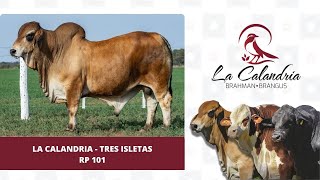 1 LA CALANDRIA TRES ISLETAS RP 101 [upl. by Towill]