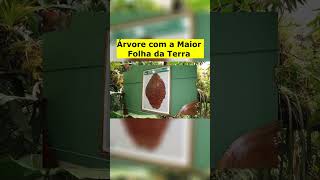 Maior Folha da Terra Coccoloba gigantifolia shorts [upl. by Ahsennod]