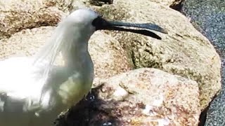 徳山動物園の鳥たちBirds at Tokuyama Zoo葉ッピー動物園1143 徳山動物園 山口県 [upl. by Dleifxam997]