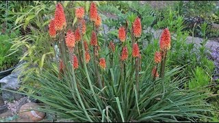 Kniphofia sp  Fackellilie Torch Lily [upl. by Eras582]