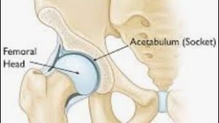 Hip Bone Anatomy medicalstudent anatomy [upl. by Elwaine202]