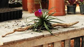 How to Display Air Plants Tillandsia [upl. by Lubbock]