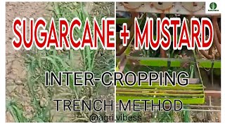 Inter cropping •• sugarcane  mustard •• trench method •• 5quot4 •• 15027 sugarcane variety [upl. by Eiramalegna]