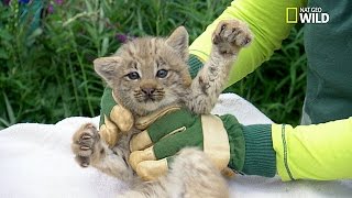 Trop chou  Examen de 4 bébés lynx [upl. by Riffle]