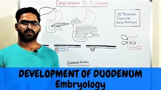 DEVELOPMENT OF DUODENUM  GIT EMBRYOLOGY 5 [upl. by Nagad]