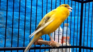 Canary training song  Waterslager canary singing [upl. by Ariamat337]