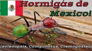 ¡Hormigas En México Solenopsis Camponotus Crematogaster [upl. by Harbot]