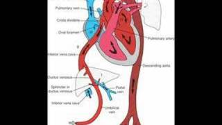 Fetal Circulation and Babys First Breath [upl. by Nylyoj]