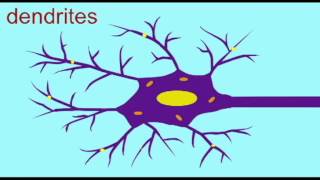 AP1 NEURON DENDRITES SOMA AXON [upl. by Shreve]