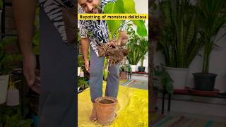 Repotting of monstera deliciosa gardeningwithnanav plantcare plantcare [upl. by Everick812]