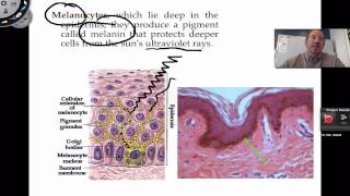 The Integumentary System [upl. by Esirahs]