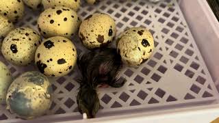 2nd Set of Quail Eggs Hatching quails quailchicks quaileggs [upl. by Yenittirb]