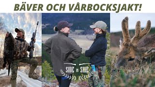 SideBySide  Bäver och vårbocksjakt vid Höga Kusten [upl. by Atteuqehs]