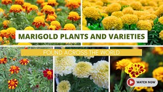 Best Marigold Flowers Plants and Varieties Found Across the World [upl. by Llednahs]