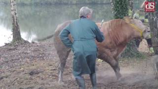 Losgeslagen stier in Dalfsen [upl. by Nelo]