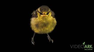 A juvenile British blue tit Cyanistes caeruleus obscurus from Cheshire Animals in Churton England [upl. by Carter]