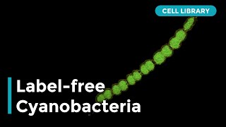 3D Labelfree Imaging of Cyanobacteria [upl. by Hirai767]