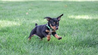 Mini Pinscher Puppies [upl. by Norrab448]