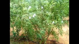 Moringa seeds PKM 2 Plant [upl. by Aneleh293]