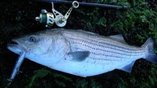 Topwater Striped Bass Fishing with Cordell Pencil Poppers [upl. by Cissy]