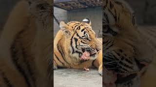 Bengal Tiger Eating Meat with His Strong Teeth  Nouman Hassan [upl. by D'Arcy254]