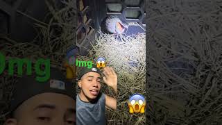 Serpiente 🐍 queda atrapada por comerce un huevo 🥚 virallvideo [upl. by Zendah32]