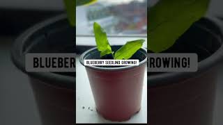 How to Grow Blueberries with a StoreBought Blueberry 🫐 creative explained [upl. by Matuag]