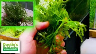 How to grow Water Wisteria Hygrophila difformis Species Sunday [upl. by Diarmit86]