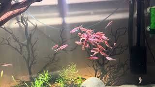 125 gallon w 40 Rainbow Shiners [upl. by Einama]