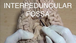 INTERPEDUNCULAR FOSSA [upl. by Aivatal]