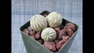 Baseball Succulent Endangered Species from South Africa Euphorbia obesa  Episode 36 [upl. by Sarena557]