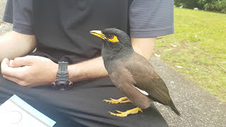 Social Myna Bird [upl. by Ecirtra587]