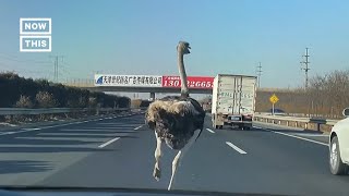 Ostrich Runs Along Highway Shorts [upl. by Agnizn676]