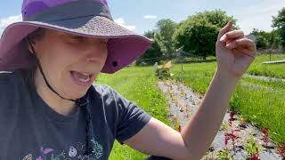 How to Pinching Celosia for big beautiful flowers gardening [upl. by Trever743]