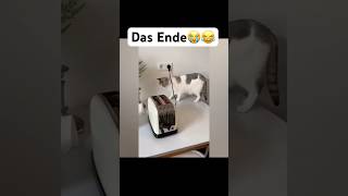 Das Ende😭😂 lofi sunset chill lofihiphop music lustigekatze chat memes humour sing [upl. by Seaden]