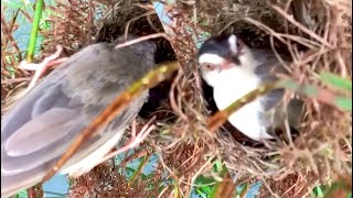 Adorable Baby Sparrow Nestled in the Wild  Tiny Sparrow Chick Finds Home in Nature [upl. by Hoppe]