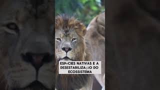 SERIA UM ERRO A INTRODUÇÃO DE LEÕES NA AMAZÔNIA shorts viral leão animal curiosidades [upl. by Nylissej]