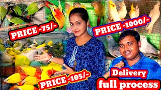 cheapest price birds farming and delivery all over India🤗Cokatail Bird price amp Conure Birds price [upl. by Airliah818]