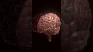 Hemispheres of human brain brain medical [upl. by Aihsenek499]