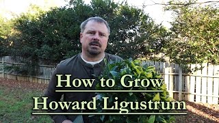 How to grow Howard Ligustrum Low Maintenance Evergreen Shrub with Gold Foliage [upl. by Verney217]