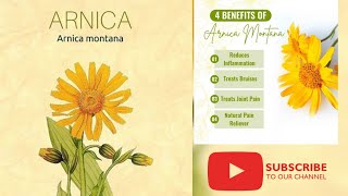 Arnica Montana  Materia Medica Drug picture Homoeopathic medicine in Hindi  Clinical tips arnica [upl. by Dracir]